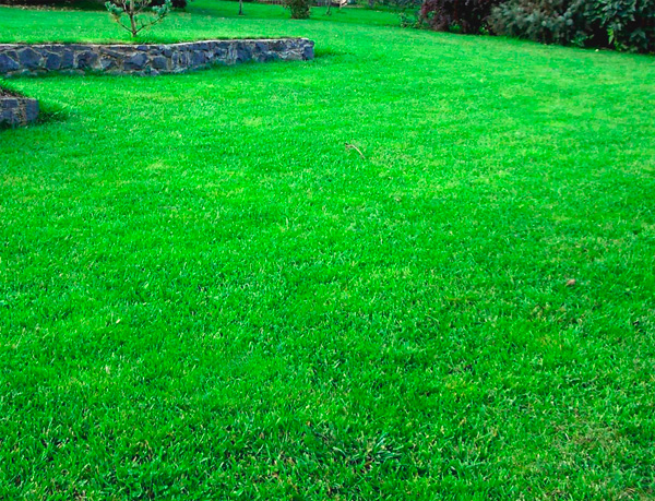 mini-grass-karlikovyy_0